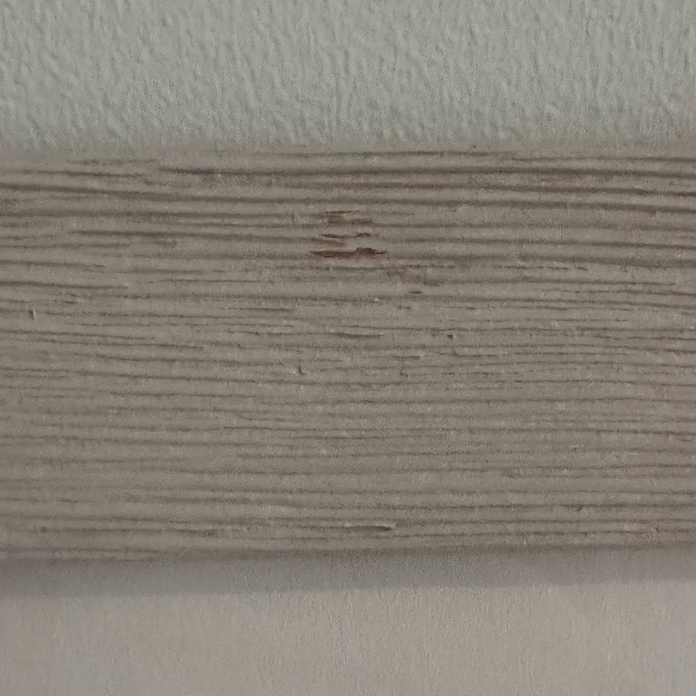 Restoration Hardware Baby Animal Close Up Portrait